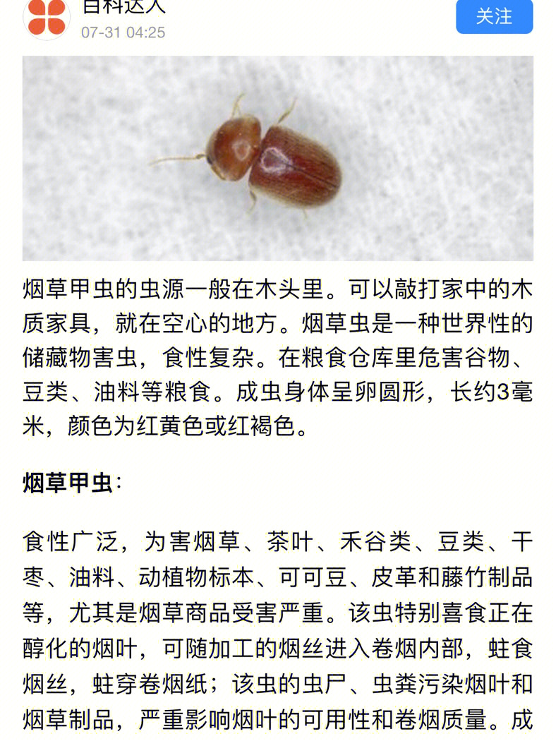 家里突现褐色硬壳小甲虫？警惕烟草甲（Lasioderma serricorne）的入侵与防治